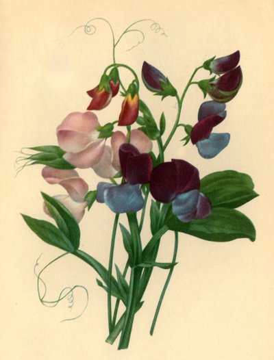 „Słodki groszek: Lathyrus odoratus”, 1827, 1946. autorstwa Pierre Joseph Redouté