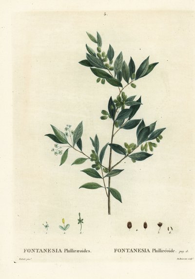 ligustr syryjski, Fontanesia phillyreoides. Ręcznie barwiony grawerunek punktowany autorstwa Du Ruisseau według ilustracji Pierre-Josepha Redoute z Treat des Arbres et Shrustes Henri Louisa Duhamela du Moncel, Paryż autorstwa Pierre Joseph Redouté