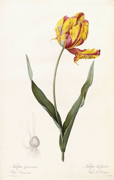 Tulipa Gesneriana - Tulipan Ogrodowy autorstwa Pierre Joseph Redouté