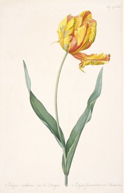 Tulipa Gesneriana var. Tulipan papugi smoka, 1816. autorstwa Pierre Joseph Redouté