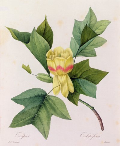 Tulipifera (kolorowy grawer) autorstwa Pierre-Joseph Redouté
