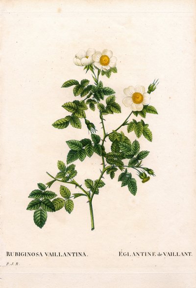róża cukrowa Vaillant, odmiana Rosa rubiginosa, L