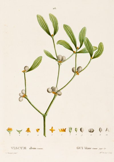 Viscum biały L. Jemioła, ok. 1800-1830. autorstwa Pierre Joseph Redouté
