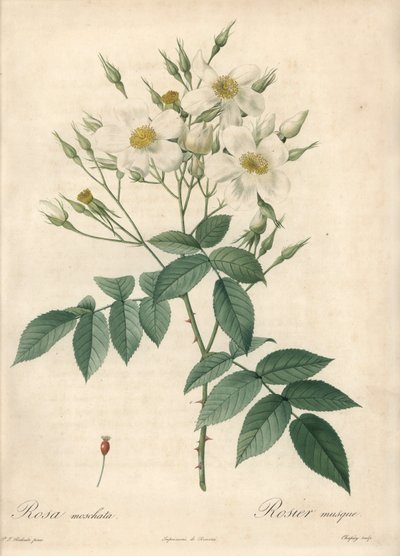 Białe kwiaty róża piżmowa - Eau forte de Chapuy, na podstawie ilustracji Pierre Joseph Redoute (1759-1840), z Les Roses autorstwa Pierre Joseph Redouté