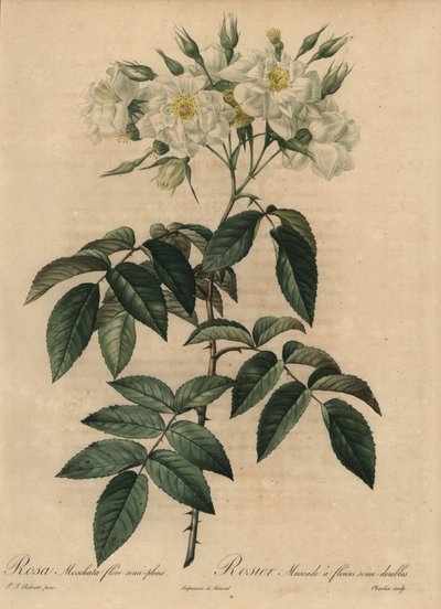 Biała róża piżmowa, Rosa moschata autorstwa Pierre Joseph Redouté