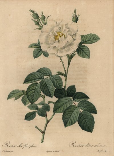 Biała róża, Rosa alba flore pleno, zwykła biała róża autorstwa Pierre Joseph Redouté