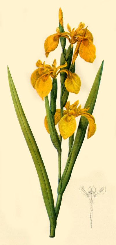 „Żółta flaga”, 1808, 1944. autorstwa Pierre Joseph Redouté