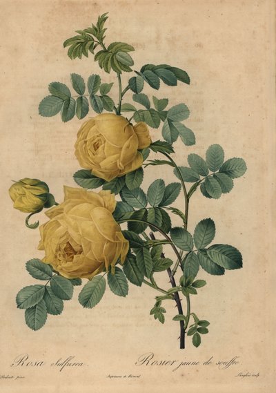 Żółta róża siarkowa, Rosa hemisphaerica autorstwa Pierre Joseph Redouté
