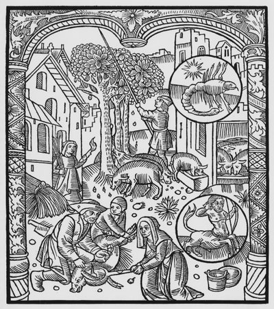 Listopad, zabicie świni i zbieranie żołędzi, Skorpion, ilustracja z „Almanachu Bergerów”, 1491 (ksylografia) autorstwa Pierre Le Rouge