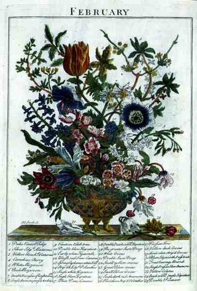 Luty, z „The Flower Garden Displayed” Roberta Furbera (ok. 1674-1756), sztychowane przez Jamesa Smitha, wyd. 1732 (kolorowy grawerunek) autorstwa Pieter (after) Casteels