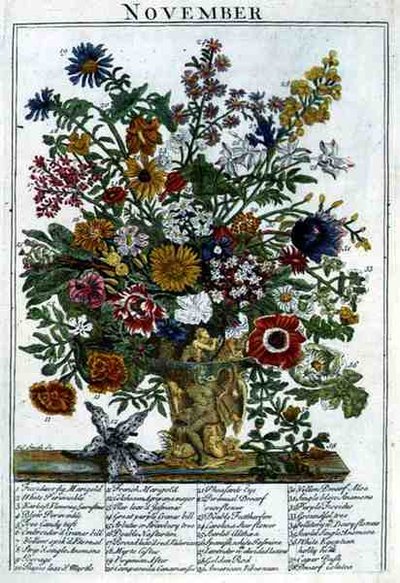 Listopad, z „The Flower Garden Displayed” Roberta Furbera (ok. 1674-1756), sztych. James Smith, wyd. 1732 (kolorowy grawerunek) autorstwa Pieter (after) Casteels