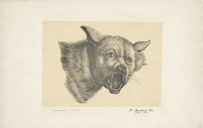 Głowa wilka lub psa autorstwa Pieter Bartholomeusz. Barbiers