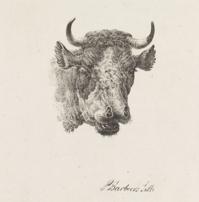 głowa byka autorstwa Pieter Bartholomeusz. Barbiers
