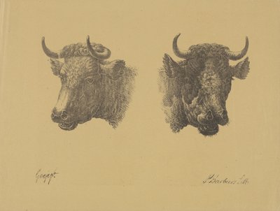 Dwie głowy byka autorstwa Pieter Bartholomeusz. Barbiers