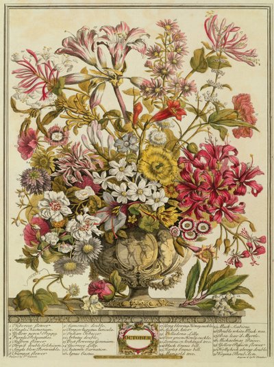 Październik, z "Dwunastu miesięcy kwiatów" Roberta Furbera (ok. 1674-1756) rytowany przez Henry