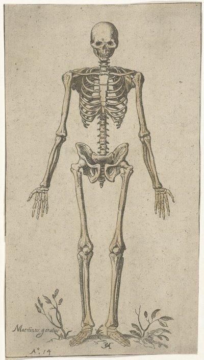 Szkielet męski, widziany z przodu Studia anatomiczne (tytuł serii) autorstwa Pieter Feddes van Harlingen