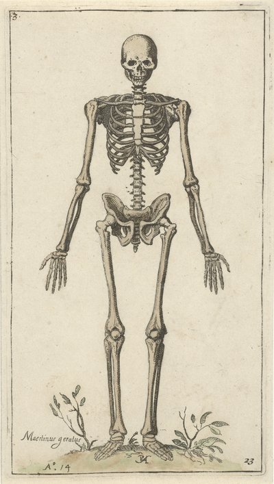 Szkielet męski, widziany z przodu Studia anatomiczne (tytuł serii) autorstwa Pieter Feddes van Harlingen