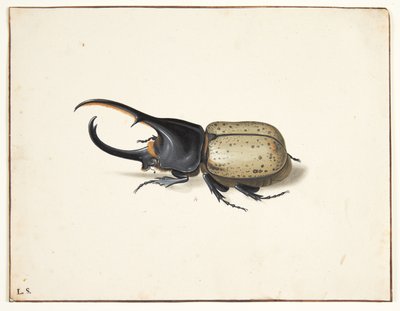 W herkulesbille (dynastes hercules) autorstwa Pieter Holsteijn