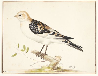 W snespurv (plectrophenax nivalis) autorstwa Pieter Holsteijn