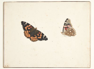 Dwa badania ostu (vanessa cardui l.) autorstwa Pieter Holsteijn