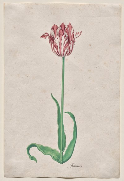 Studium tulipana (Anvaers) autorstwa Pieter Holsteyn II