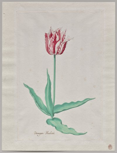 Studium tulipana (Perregoen Machieu) autorstwa Pieter Holsteyn II