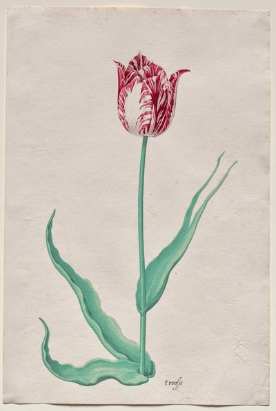 Studium tulipana (
