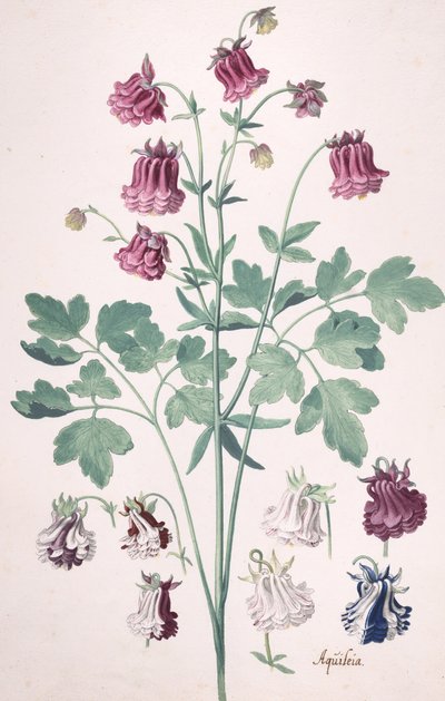 Columbine lub Granny