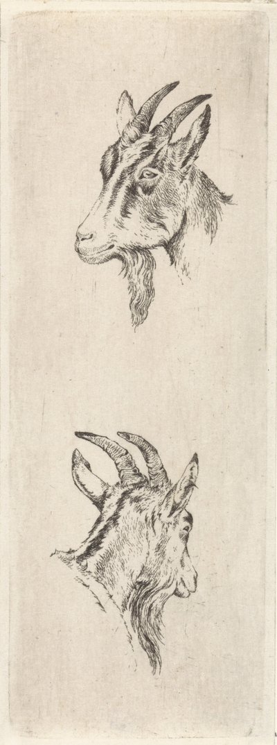 głowa kozy autorstwa Pieter Janson
