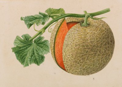 Oryginały z wydawnictw ogrodniczych i sadowniczych, 1878-1881. autorstwa Pieter Joseph de Pannemaeker