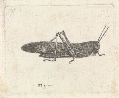 Konik polny autorstwa Pieter Lyonet