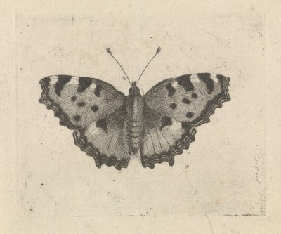 Motyl autorstwa Pieter Lyonet