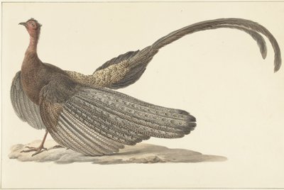 Bażant Argus autorstwa Pieter Pietersz. Barbiers