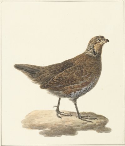 Bobwhite (Colinus virginianus) autorstwa Pieter Pietersz. Barbiers