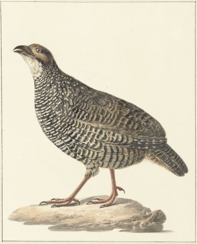Chińska francolina (Excalfactoria chinensis) autorstwa Pieter Pietersz. Barbiers