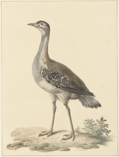 Pułapka Denhama (Neotis denhami) autorstwa Pieter Pietersz. Barbiers