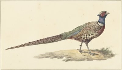 Bażant autorstwa Pieter Pietersz. Barbiers