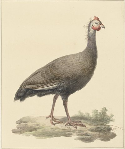 Helmparelhoen autorstwa Pieter Pietersz. Barbiers