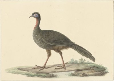 Marailsjakohoen (Penelope marail) autorstwa Pieter Pietersz. Barbiers