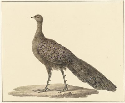Spiegelpauw autorstwa Pieter Pietersz. Barbiers