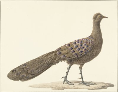 Spiegelpauw autorstwa Pieter Pietersz. Barbiers