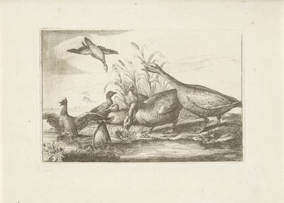 Eenden en ganzen Różne ptaki (tytuł serii) Najdoskonalsze figury różnych ptaków (...) (tytuł serii) autorstwa Pieter Schenk (I) (attributed to)
