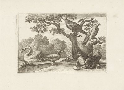 Kip met kuikens en andere vogels Różne ptaki (tytuł serii) Najdoskonalsze figury różnych ptaków (...) (tytuł serii) autorstwa Pieter Schenk (I) (attributed to)