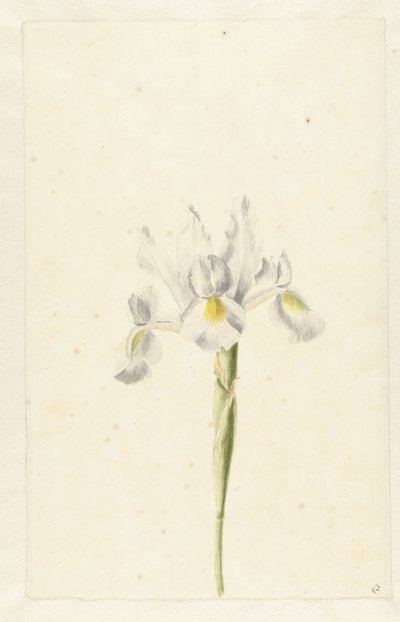 Irys biały (Iris albicans) autorstwa Pieter Withoos (circle of)