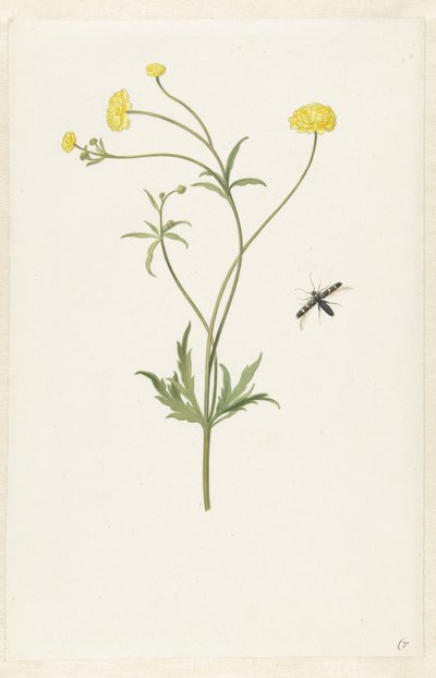 Podwójny żółty ranunculus i owad autorstwa Pieter Withoos (possibly)