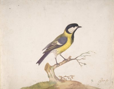 Wielki Sikora Parus major siedzący na gałęzi, 1670-93. autorstwa Pieter Withoos