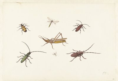 Arkusz z siedmioma różnymi owadami Arkusz z siedmioma różnymi owadami autorstwa Pieter Withoos