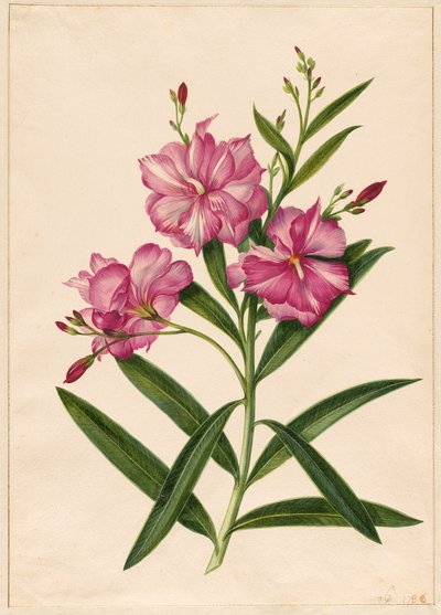 Fioletowy oleander autorstwa Pieter Withoos