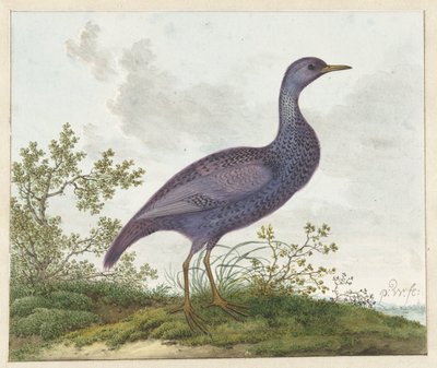 Derkacz plamisty (Porzana porzana) ? autorstwa Pieter Withoos