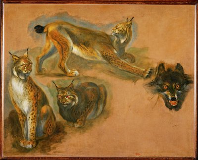 Ryś, głowa wilka (obraz na płótnie) autorstwa Pieter or Peter Boel